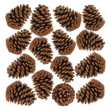 Pinha De Natal Natural Enfeite 20un Pinus Shopping Vitrinism Marrom
