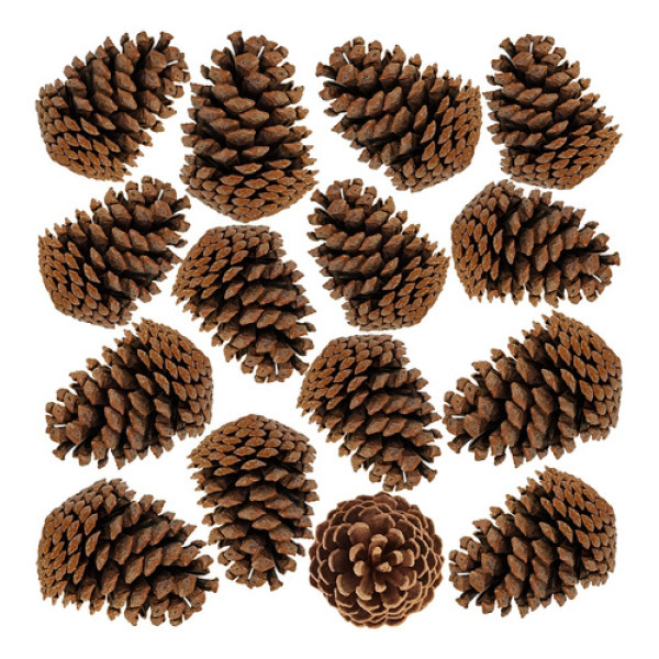 Pinha De Natal Natural Enfeite 20uni Pinus Shopping Vitrinis Marrom