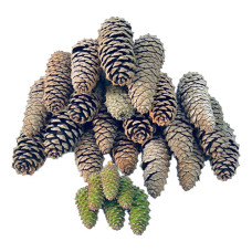 Kit 20 Pinha Natural Natal Enfeite Decoração Árvore De Natal Madeira Natural
