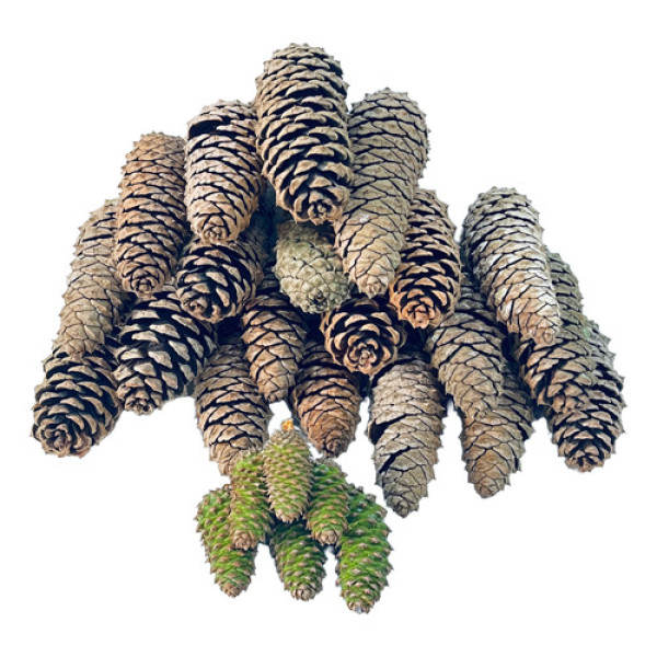 Kit 20 Pinha Natural Natal Enfeite Decoração Árvore De Natal Madeira Natural